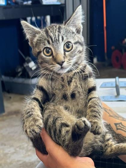 Enlarge Boba, a Adoptable Domestic Short Hair in Santa Paula, CA image 3/3