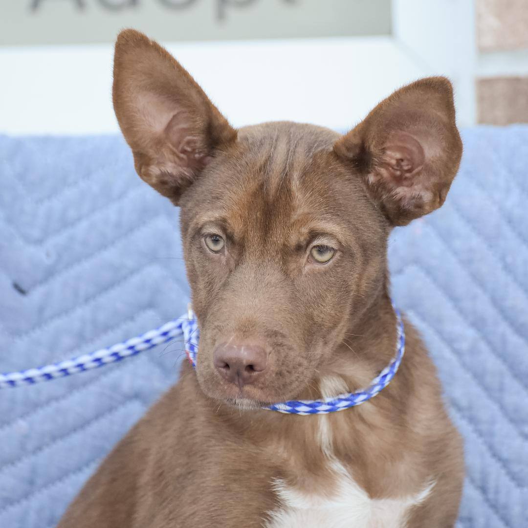 Gus - CTS2025, Young Male unknown
