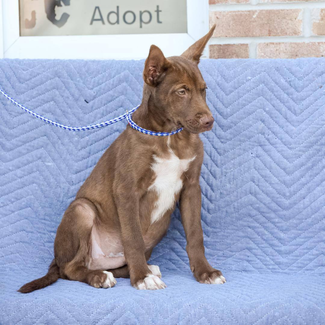 Enlarge Gus, a Adoptable German Shepherd Dog in Lambertville, NJ image 2/3
