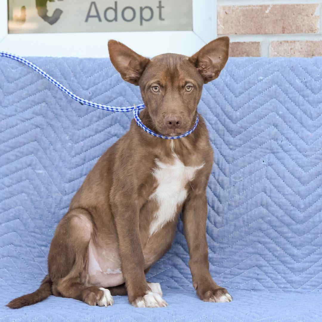 Enlarge Gus, a Adoptable German Shepherd Dog in Lambertville, NJ image 3/3