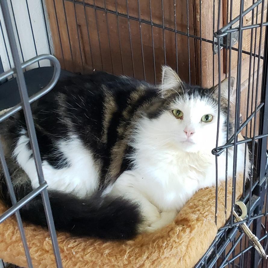 Enlarge ECLIPSE, a Adoptable Domestic Long Hair in Willows, CA image 1/2