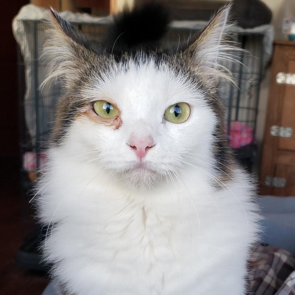 Enlarge ECLIPSE, a Adoptable Domestic Long Hair in Willows, CA image 2/2
