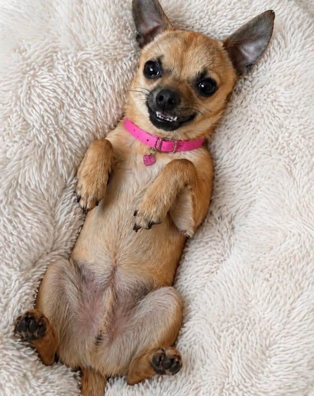 WAFFLES , ADOPTABLE, Young Female Chihuahua.