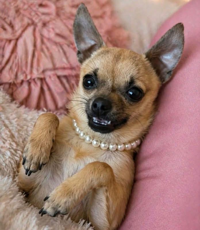 WAFFLES , a ADOPTABLE Chihuahua in Grand Prairie, TX image 3/3