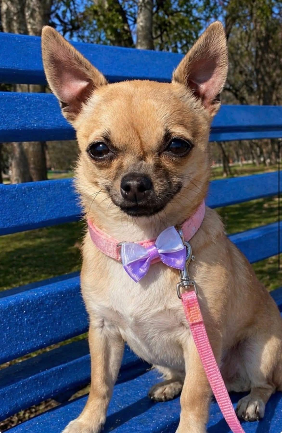 WAFFLES , a ADOPTABLE Chihuahua in Grand Prairie, TX image 2/3