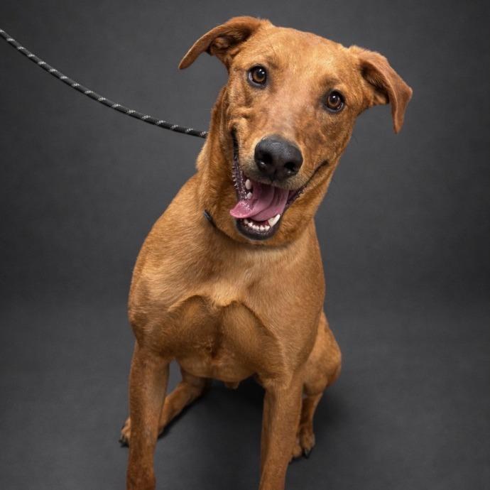 Enlarge Tatum, a Adoptable Mixed Breed in Cheyenne, WY image 1/1