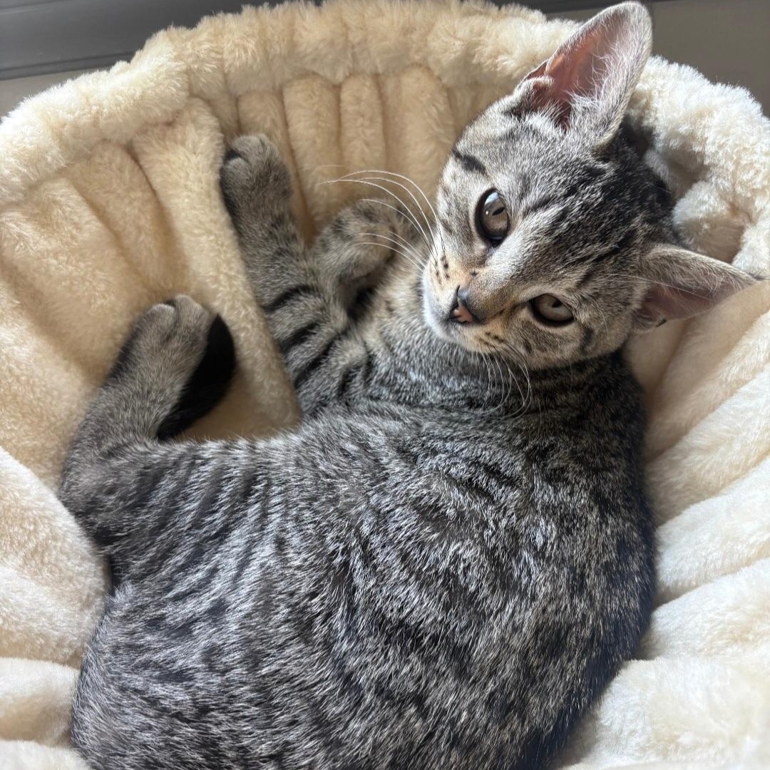 Milkdud, Adoptable, Kitten Female Tabby.