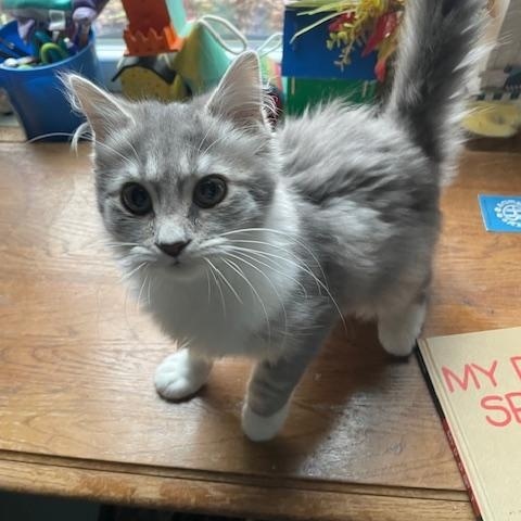 Blueberry, adopted, Young Female Domestic Medium Hair.