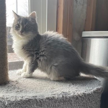 Blueberry, an adopted Domestic Medium Hair in Munfordville, KY image 3/4