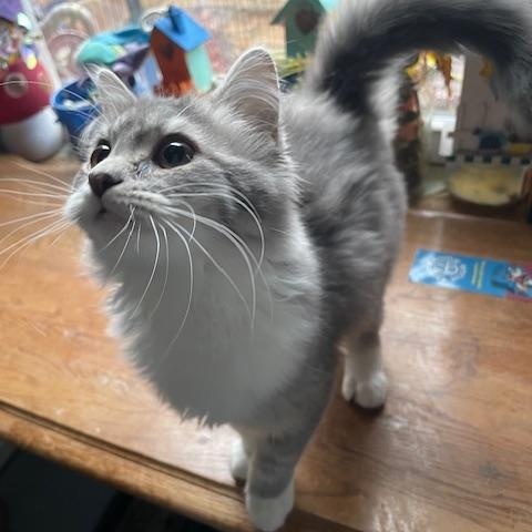 Blueberry, an adopted Domestic Medium Hair in Munfordville, KY image 4/4