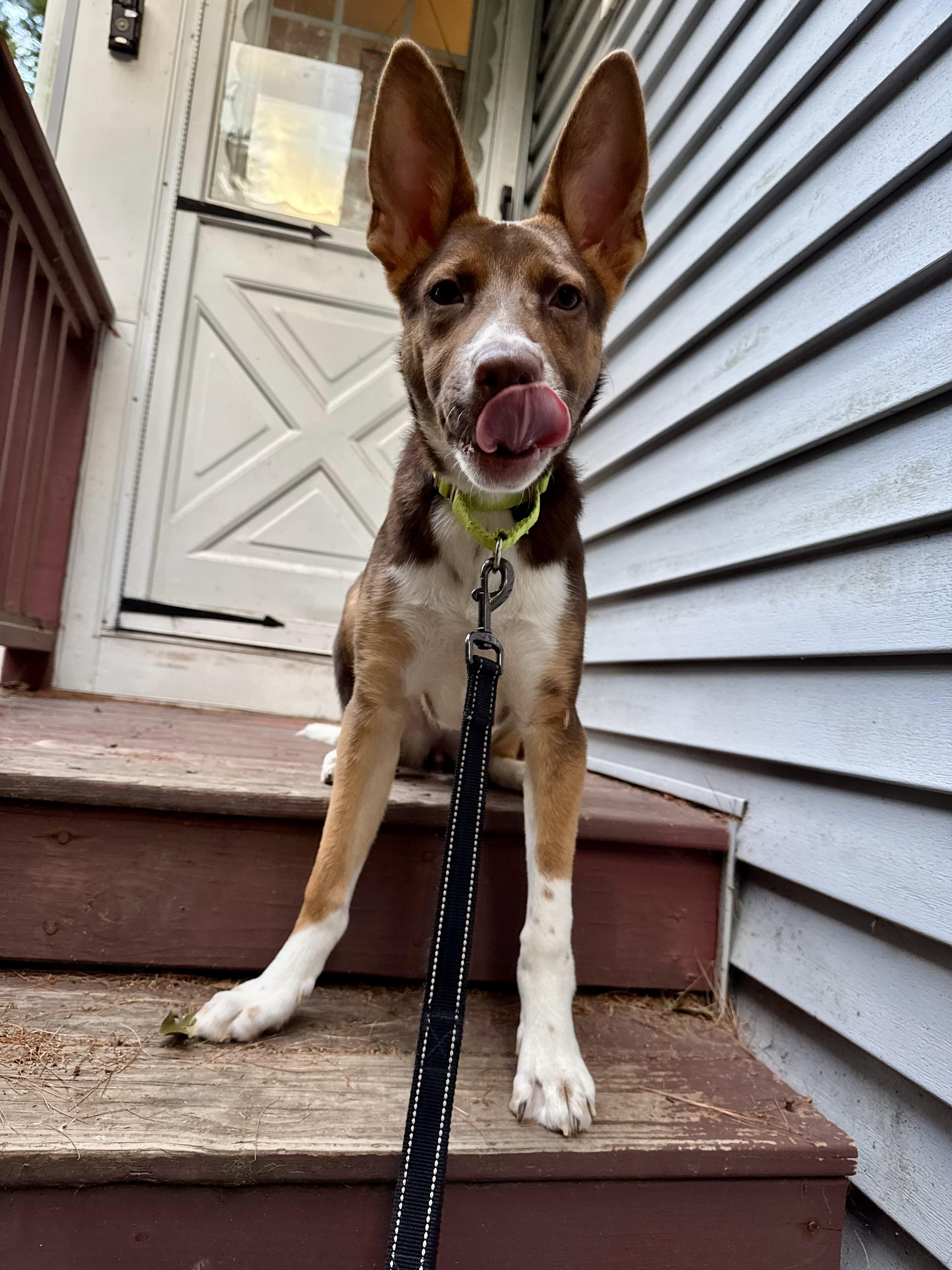 Enlarge Moxie - ADOPTION FEE SPONSORED, a Adoptable mixed breed in Pembroke, MA image 3/5