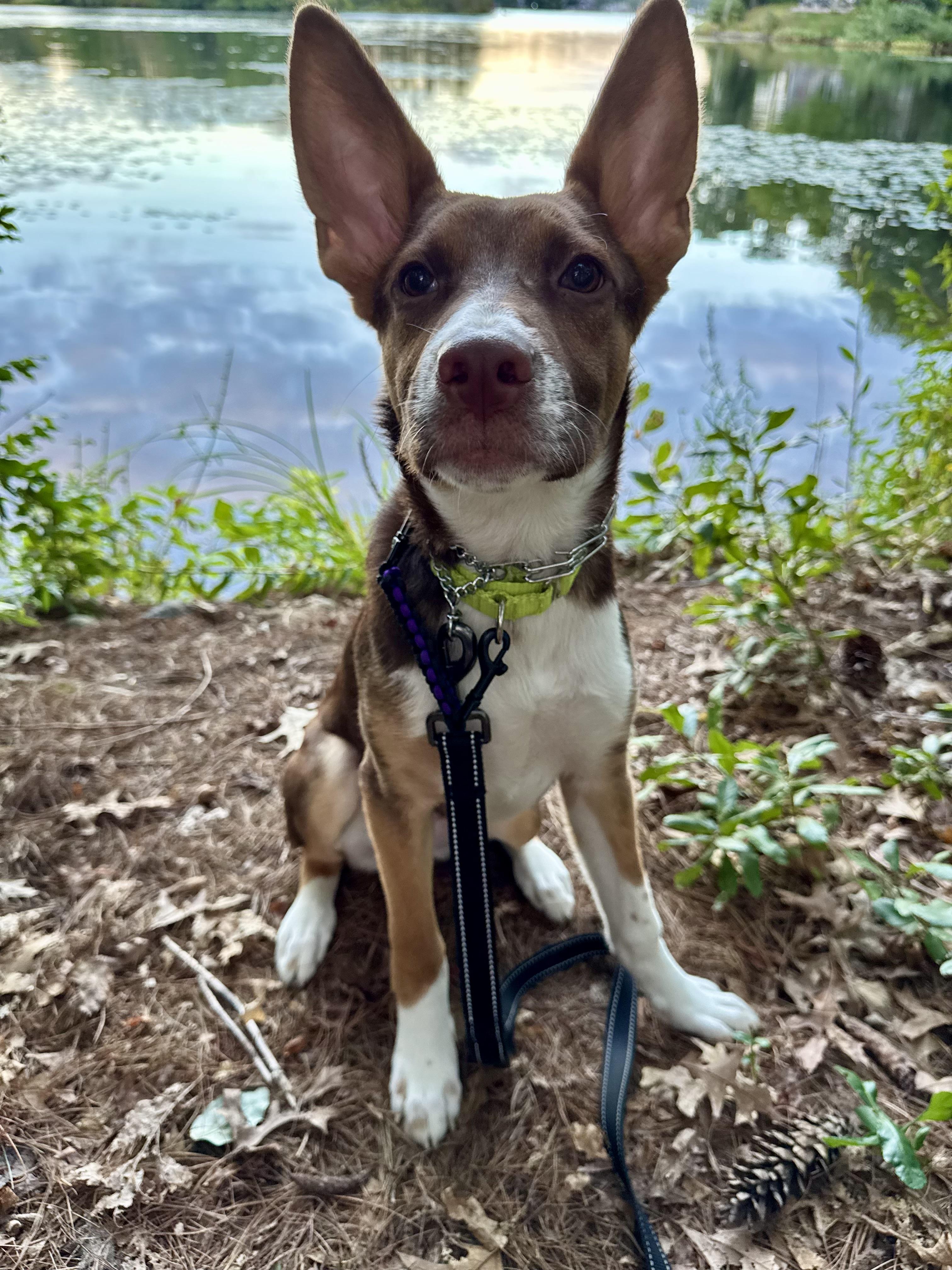 Enlarge Moxie - ADOPTION FEE SPONSORED, a Adoptable mixed breed in Pembroke, MA image 1/5