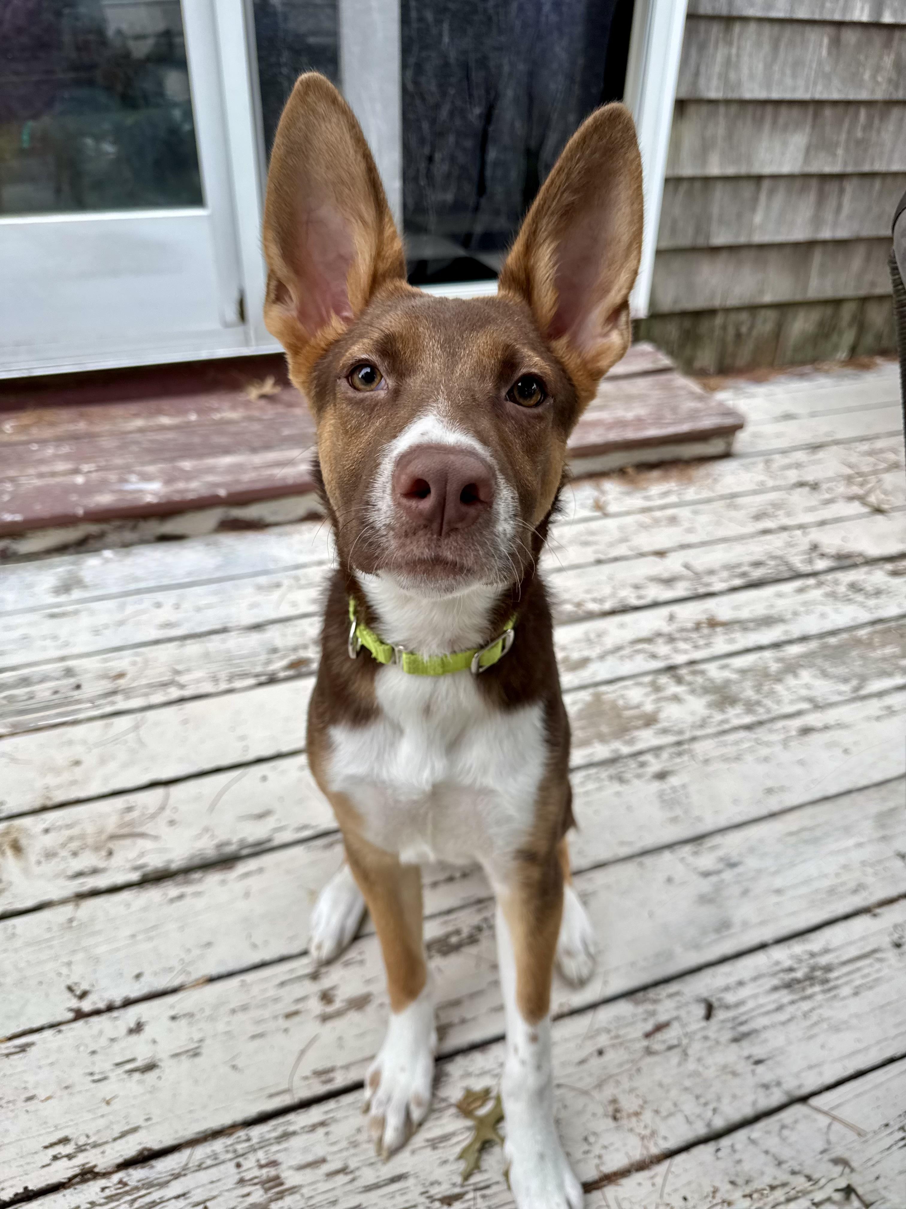 Enlarge Moxie - ADOPTION FEE SPONSORED, a Adoptable mixed breed in Pembroke, MA image 5/5