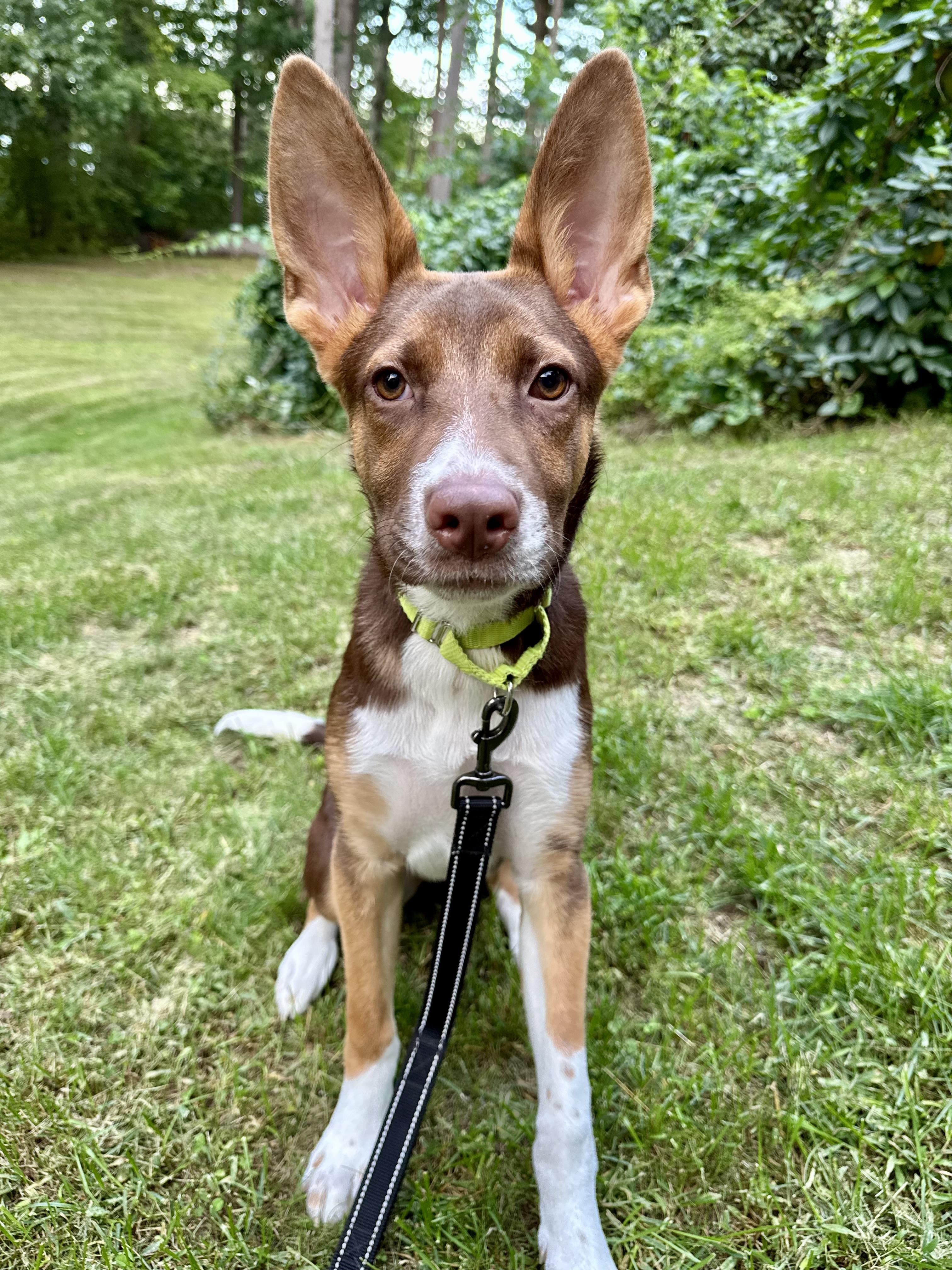 Enlarge Moxie - ADOPTION FEE SPONSORED, a Adoptable mixed breed in Pembroke, MA image 4/5
