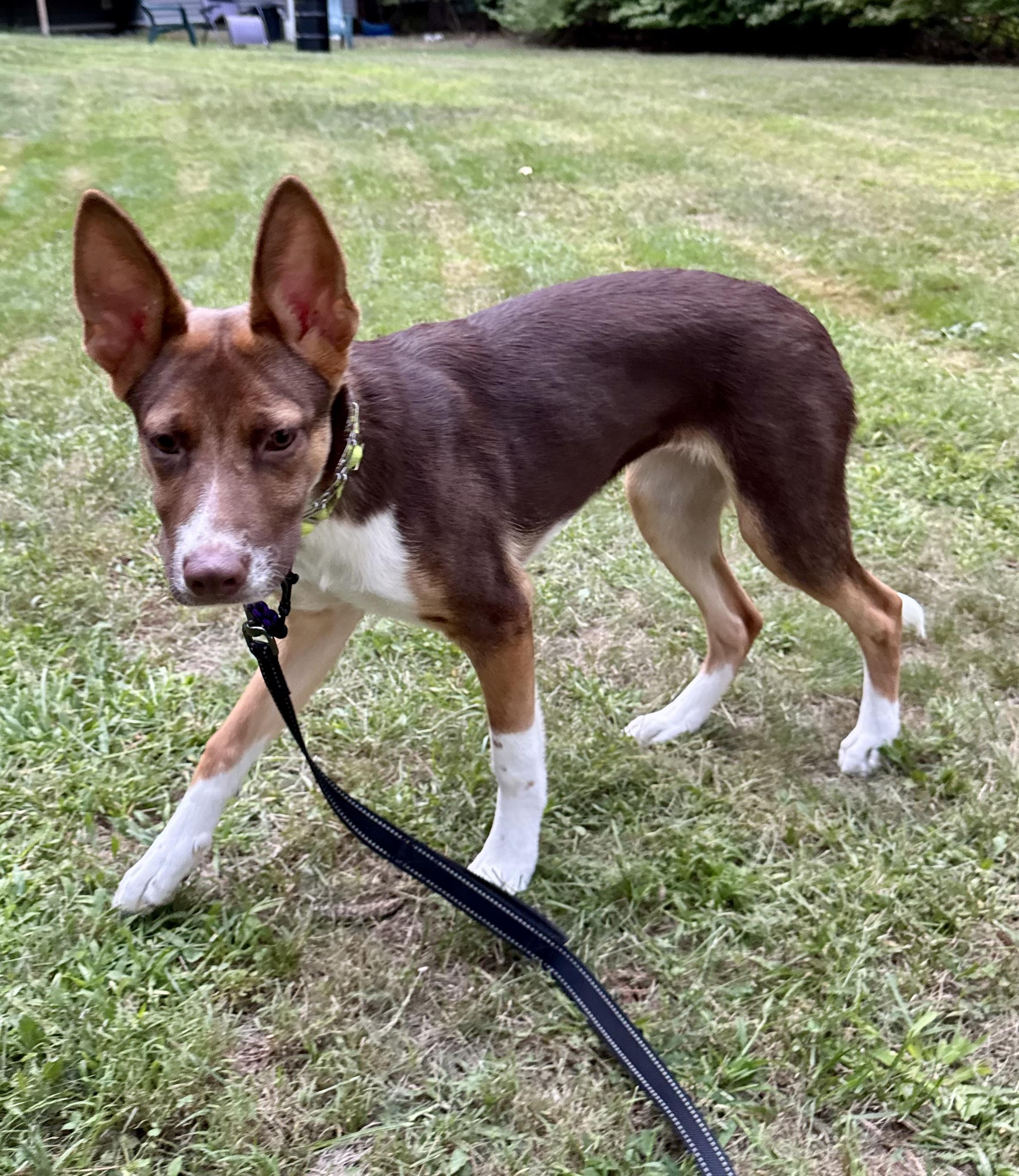 Enlarge Moxie - ADOPTION FEE SPONSORED, a Adoptable mixed breed in Pembroke, MA image 2/5