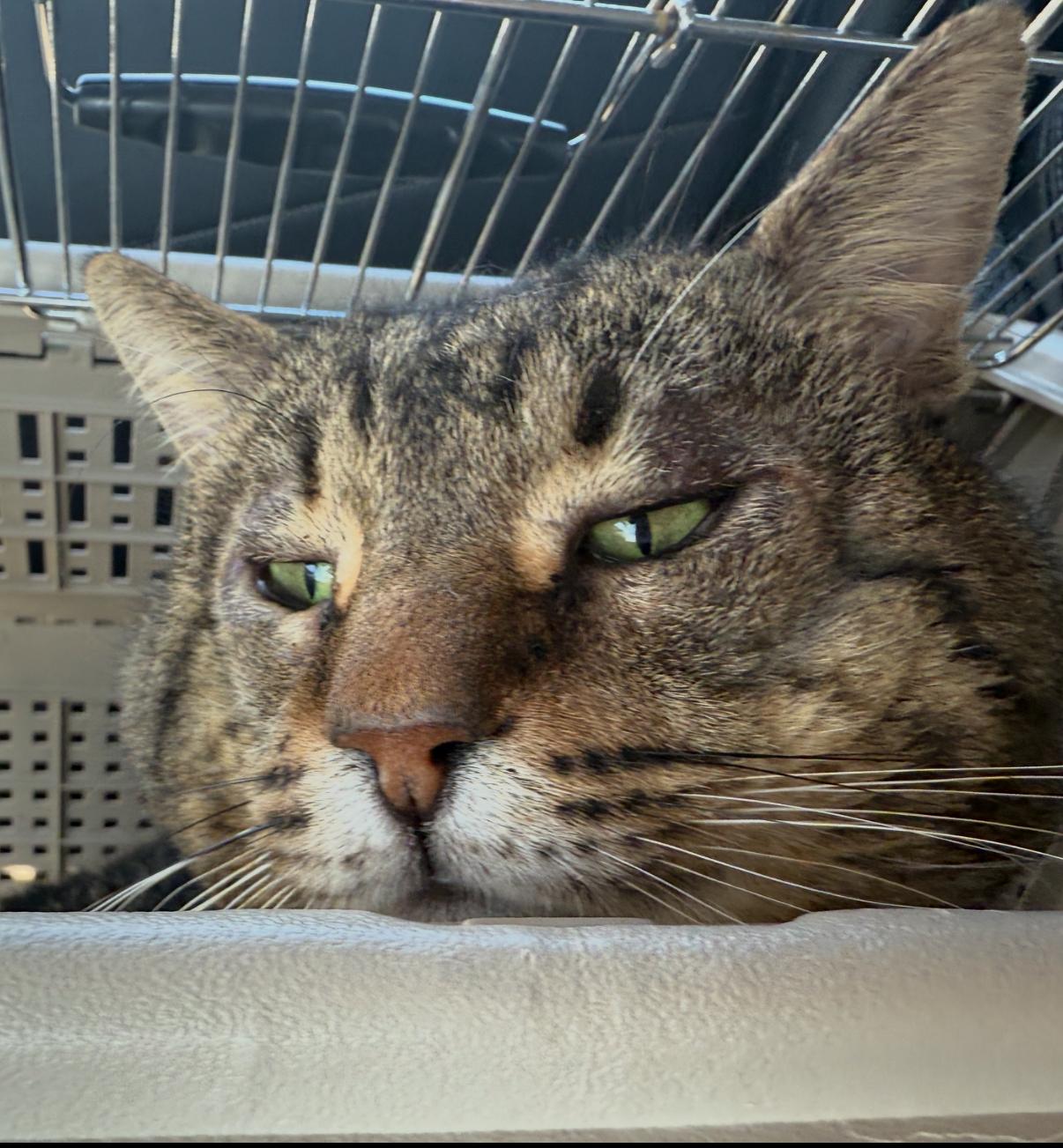 Enlarge Ricky, a ADOPTABLE Domestic Short Hair in Oceanside, CA image 3/3