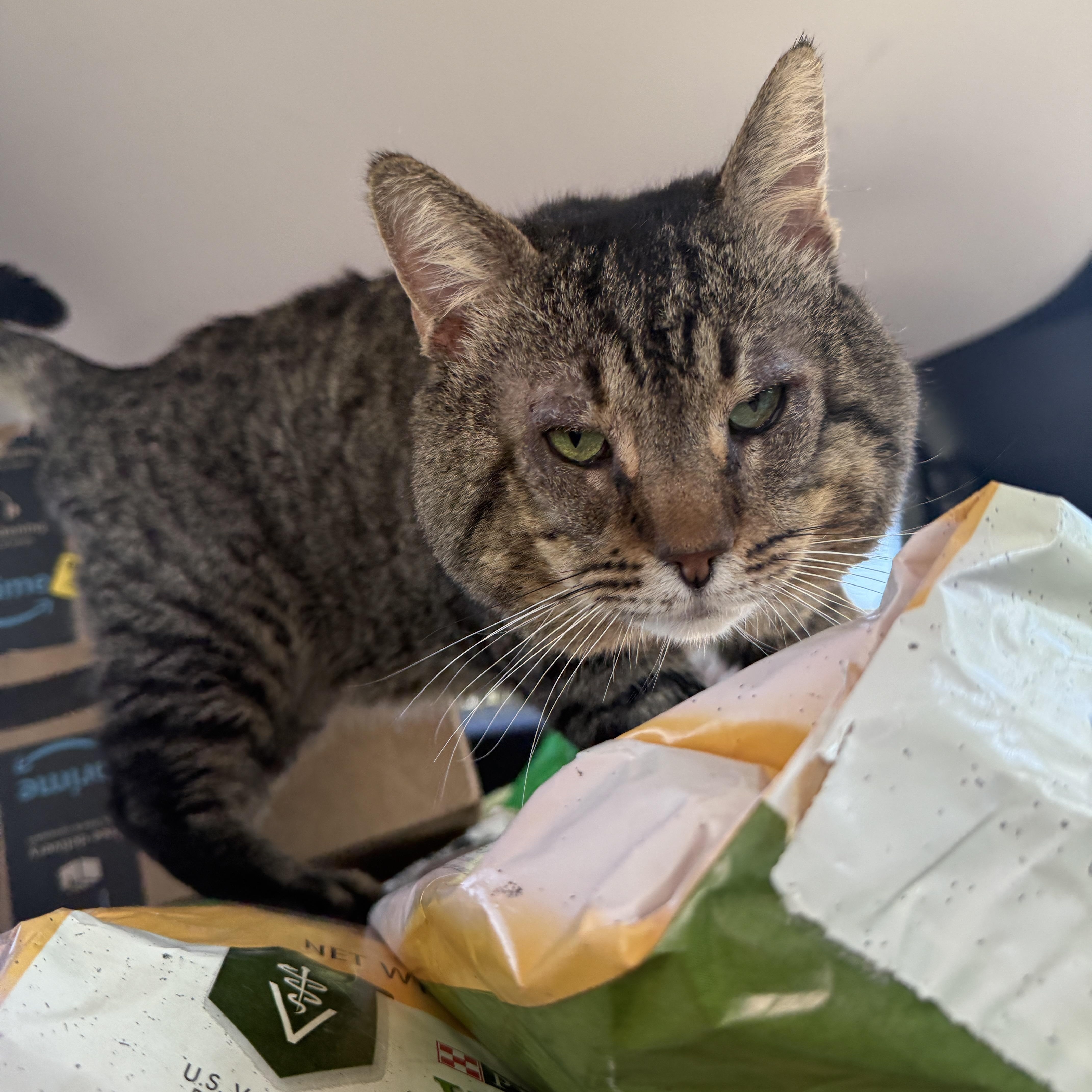 Enlarge Ricky, a ADOPTABLE Domestic Short Hair in Oceanside, CA image 1/3