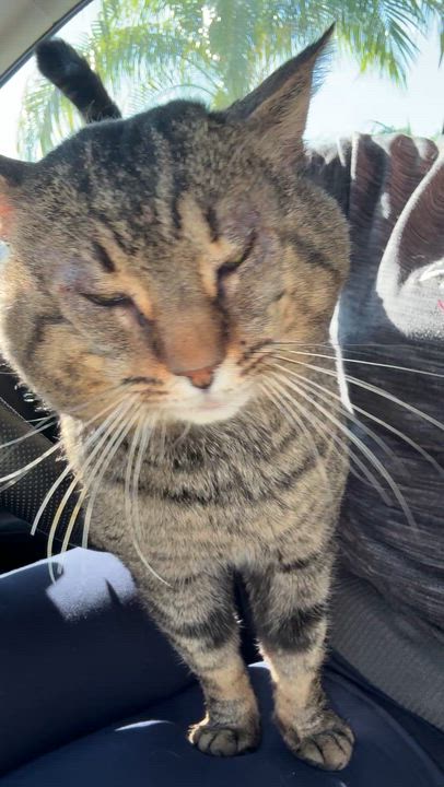 Enlarge Ricky, a ADOPTABLE Domestic Short Hair in Oceanside, CA video 2/3