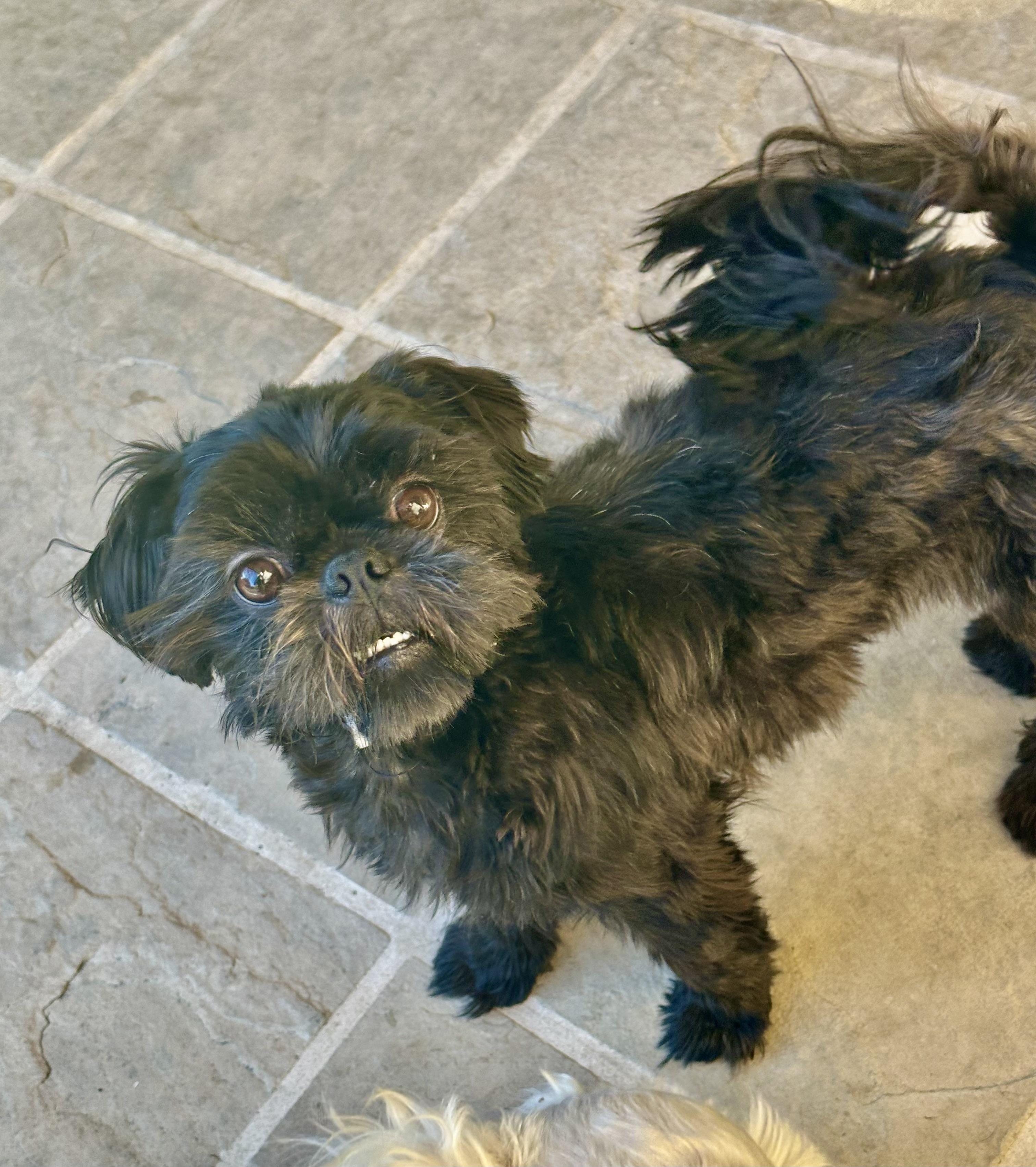 Charm, Adoptable, Young Female Shih Tzu.