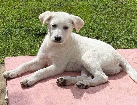 Enlarge **YAYA**, a Adopted mixed breed in North Prairie, WI image 1/3