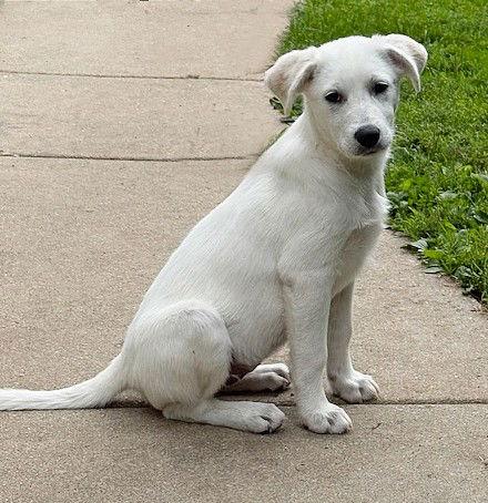 Enlarge **YAYA**, a Adopted mixed breed in North Prairie, WI image 2/3