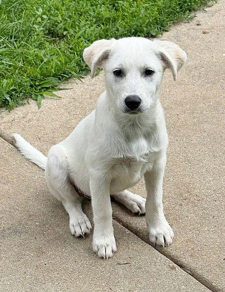 Enlarge **YAYA**, a Adopted mixed breed in North Prairie, WI image 3/3