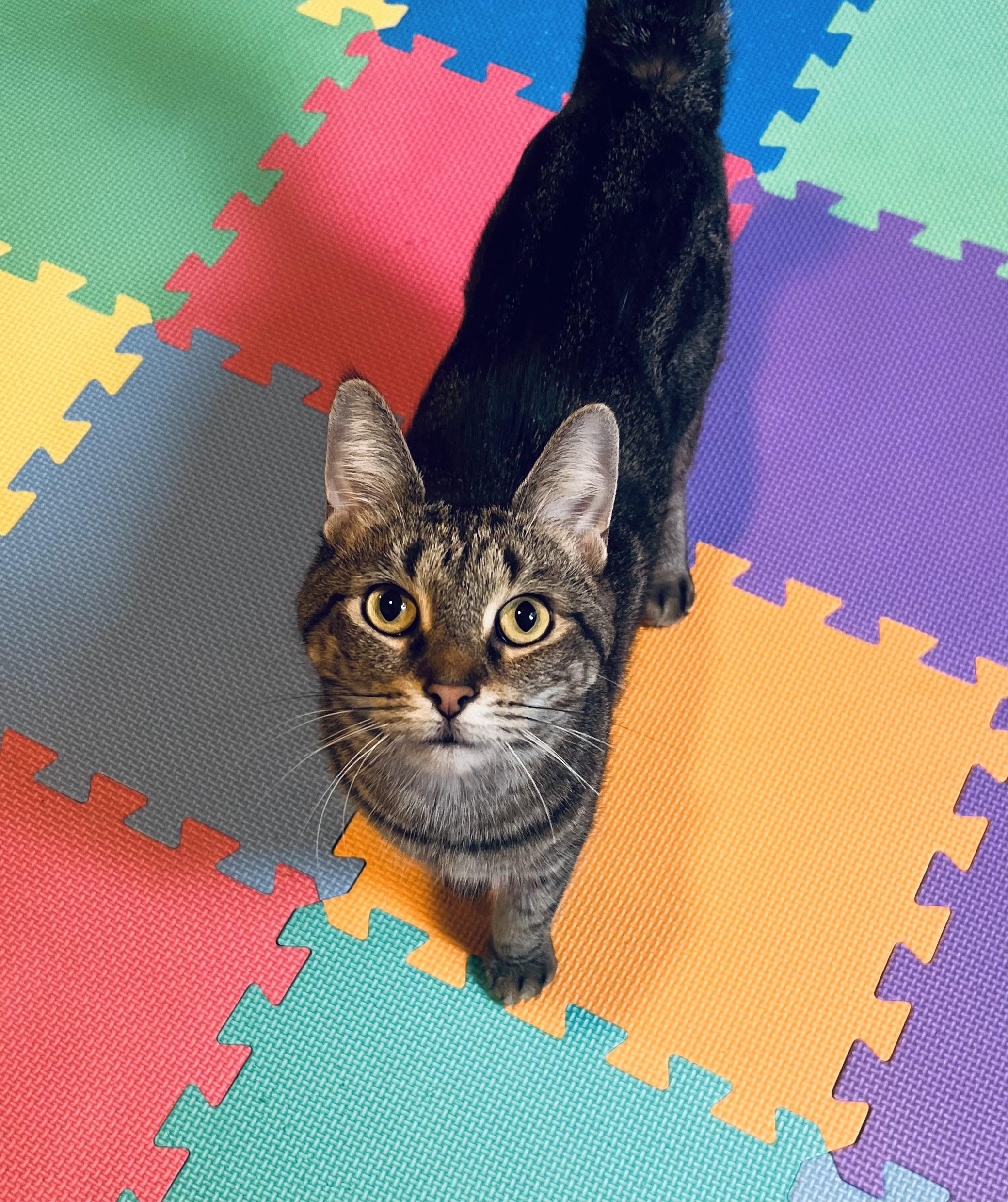 Enlarge Bella, a Adoptable Domestic Short Hair in St. Clair, MI image 1/4