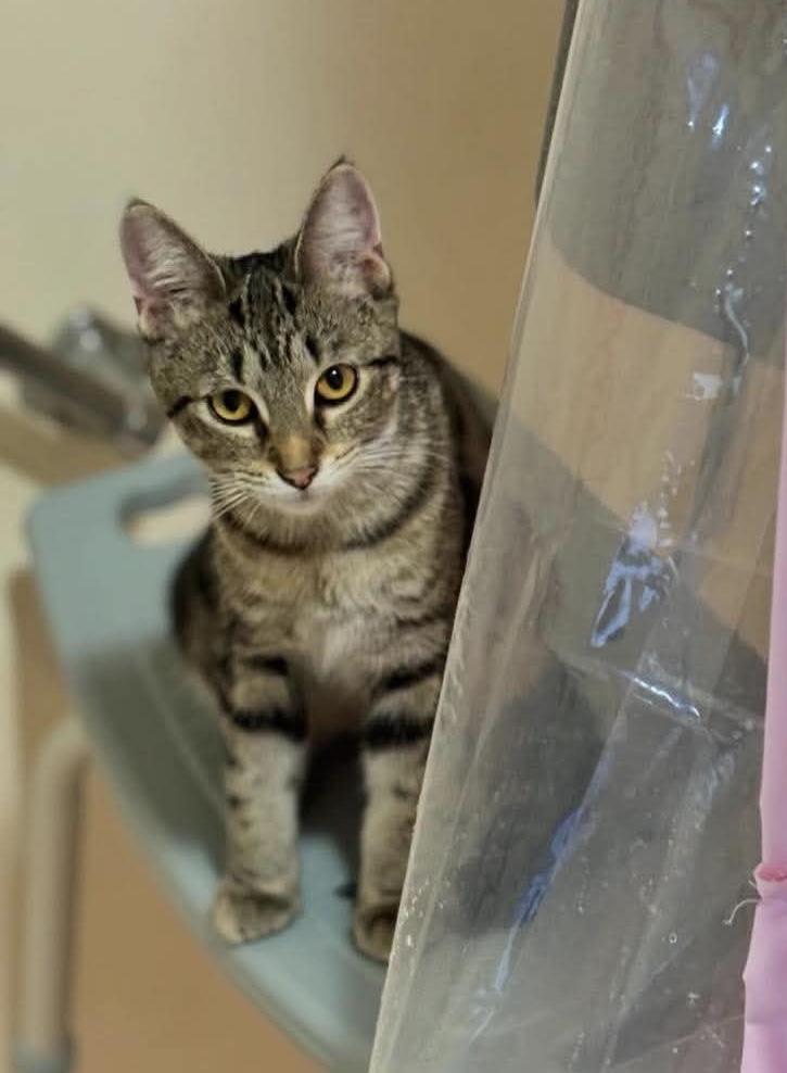 Enlarge Bella, a Adoptable Domestic Short Hair in St. Clair, MI image 4/4