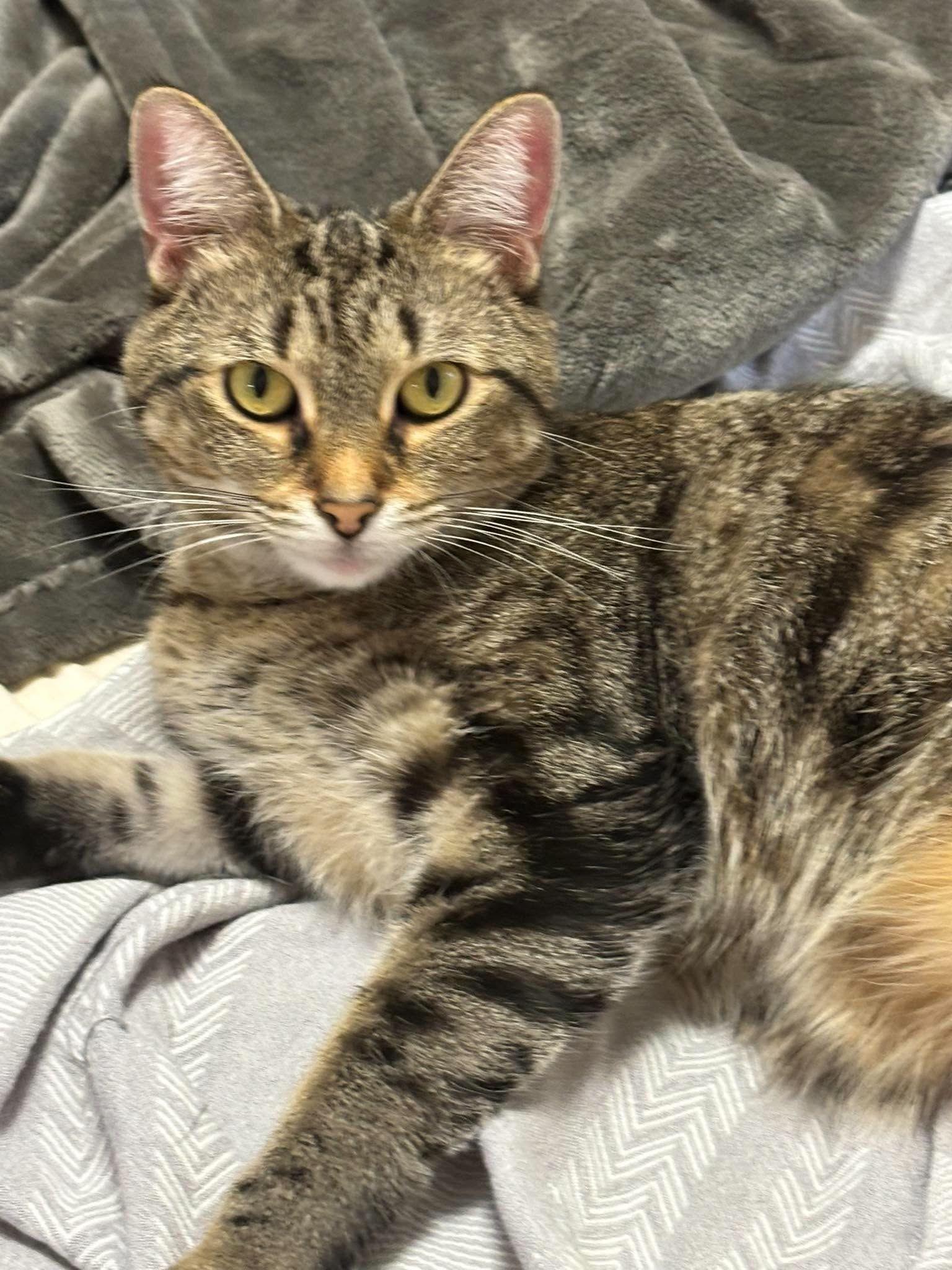 Enlarge Bella, a Adoptable Domestic Short Hair in St. Clair, MI image 2/4