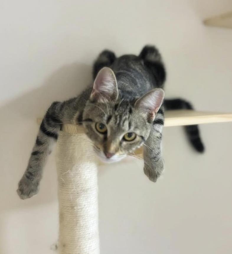 Enlarge Bella, a Adoptable Domestic Short Hair in St. Clair, MI image 3/4