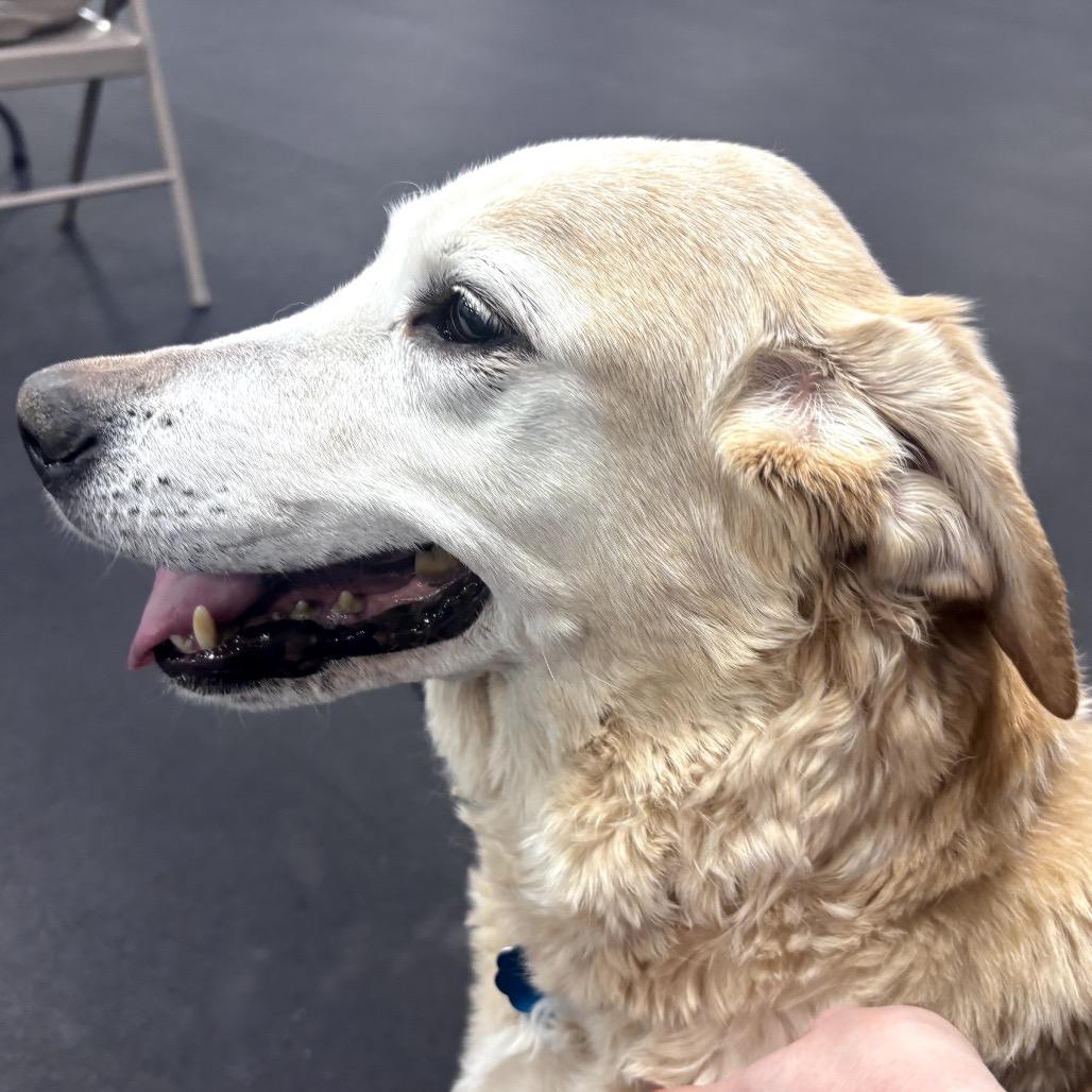 Enlarge Bella, a Adoptable mixed breed in Manchester, CT image 2/2