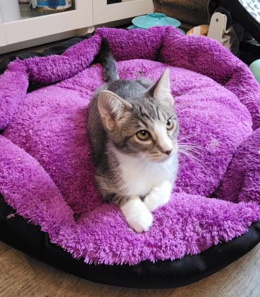 Flash, Adopted, Kitten Female Tabby & Domestic Short Hair.