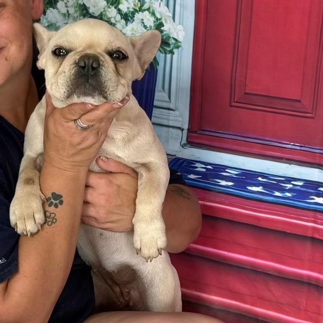 Harley, adopted, Young Female French Bulldog.