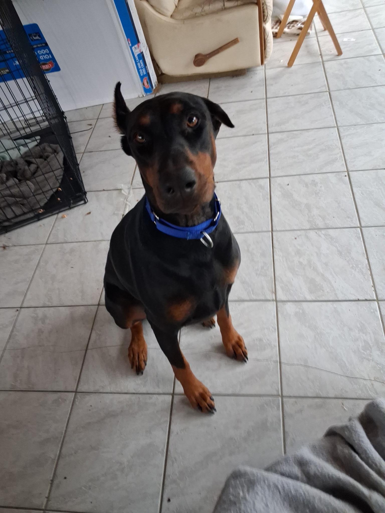 Nala, a Adoptable Doberman Pinscher in Byron, IL image 2/3