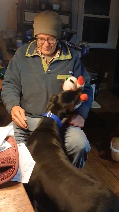 Enlarge Nala, a Adoptable Doberman Pinscher in Byron, IL video 3/3