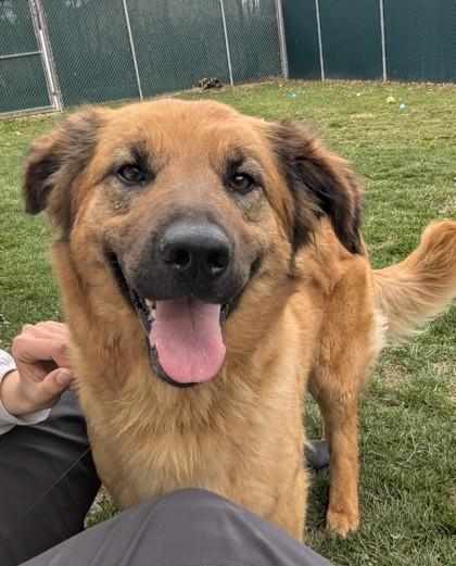 Mimzy, adopted, Adult Female Australian Shepherd.