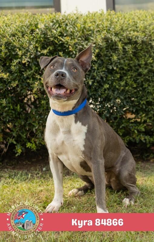 Enlarge Kyra, a Adoptable American Bulldog in Mobile, AL image 1/2