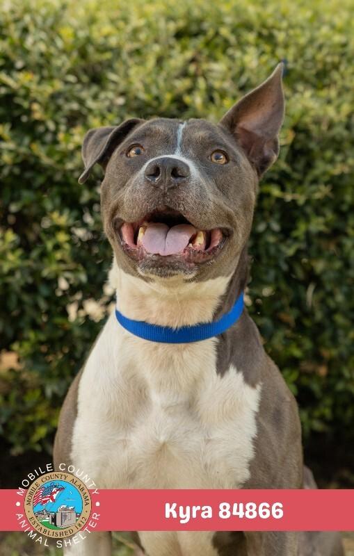 Enlarge Kyra, a Adoptable American Bulldog in Mobile, AL image 2/2
