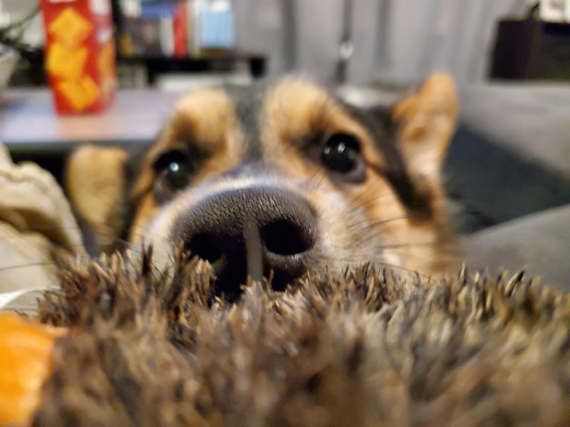 Enlarge Kit-I26032, a ADOPTABLE Pembroke Welsh Corgi in Anoka, MN image 4/5