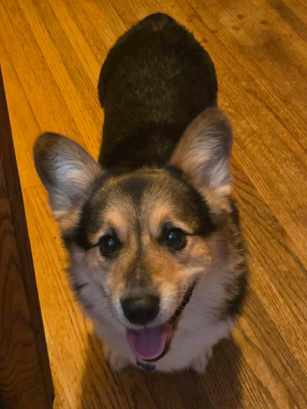 Enlarge Kit-I26032, a ADOPTABLE Pembroke Welsh Corgi in Anoka, MN image 3/5
