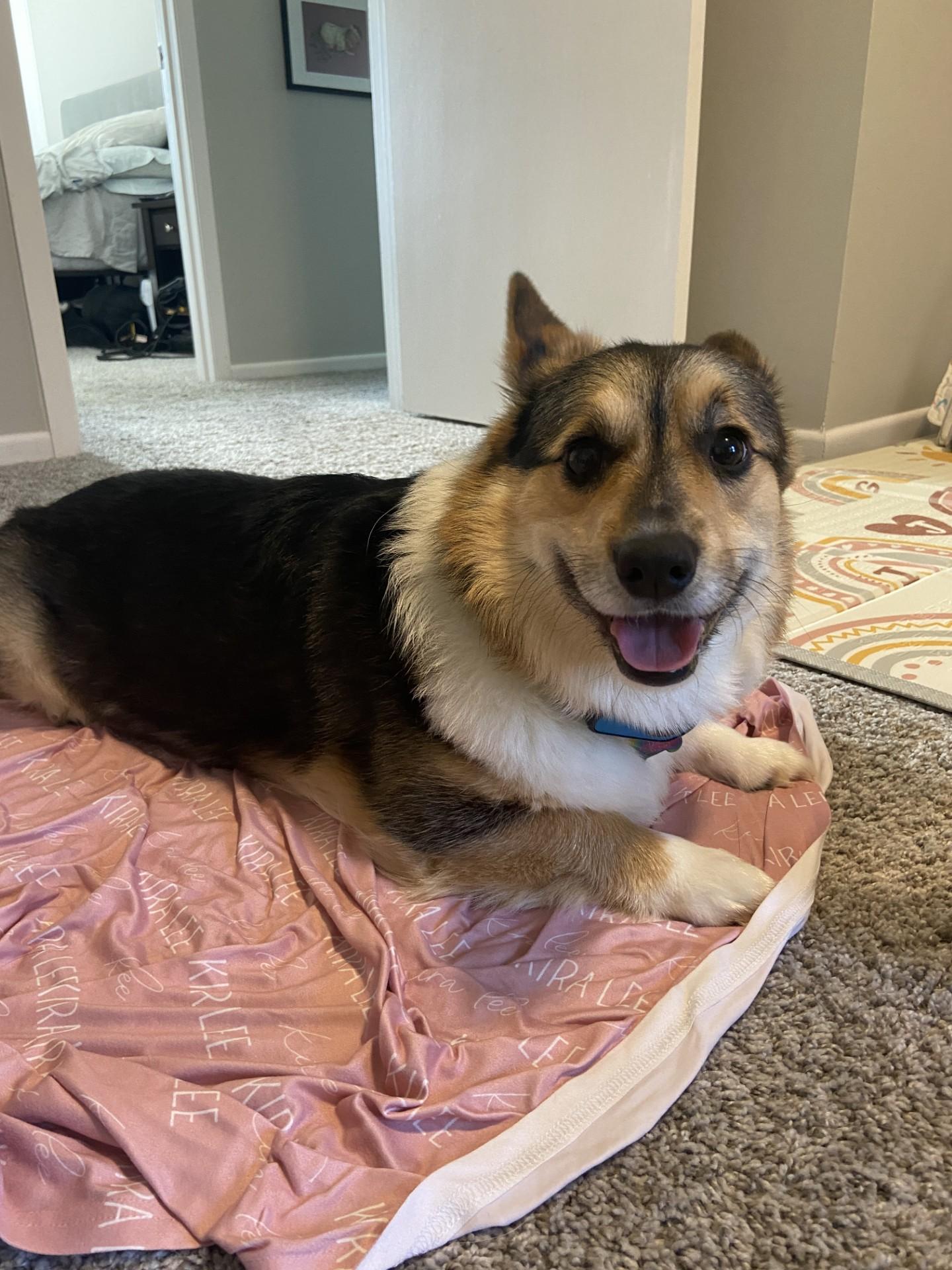 Enlarge Kit-I26032, a ADOPTABLE Pembroke Welsh Corgi in Anoka, MN image 5/5