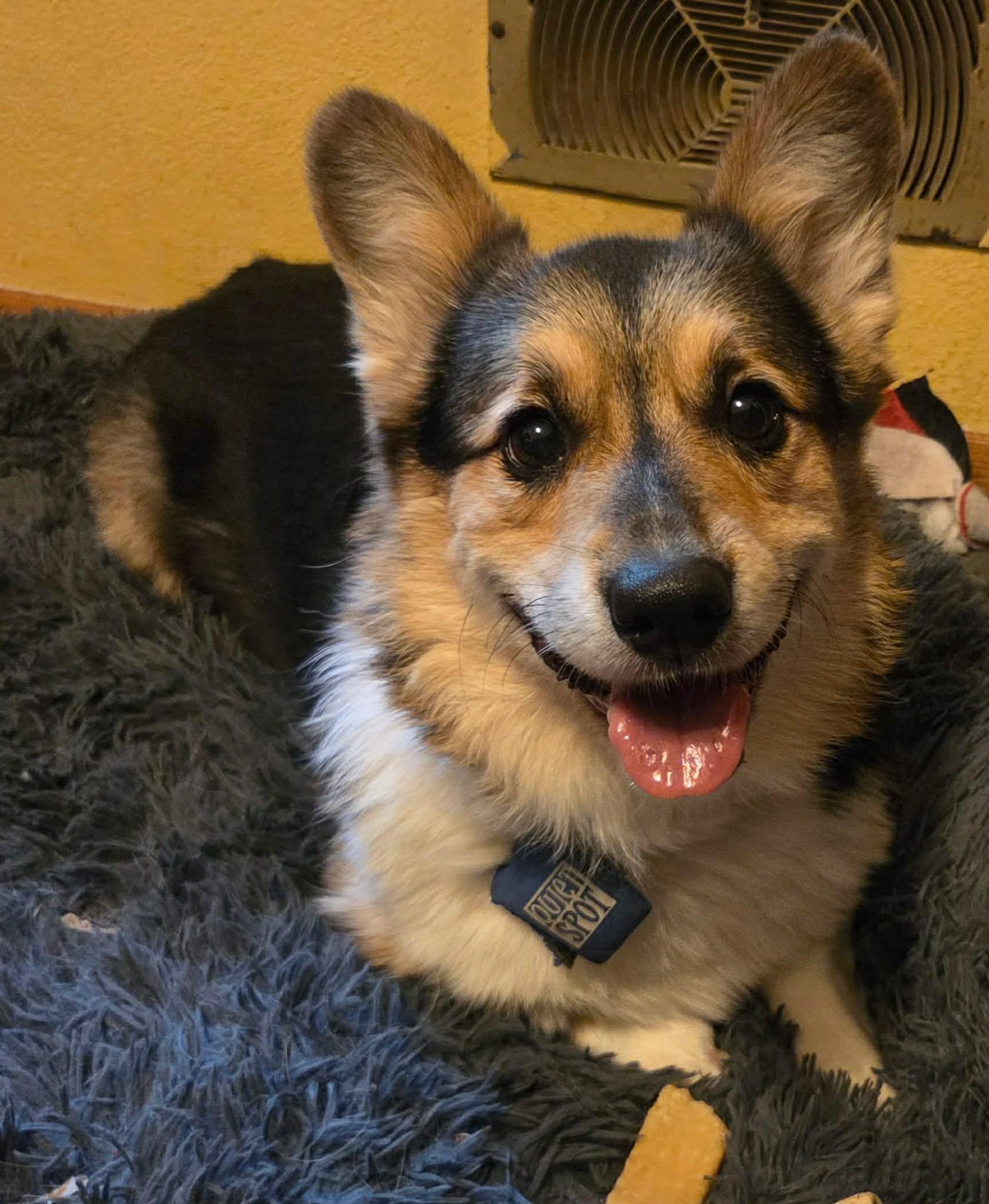 Enlarge Kit-I26032, a ADOPTABLE Pembroke Welsh Corgi in Anoka, MN image 2/5