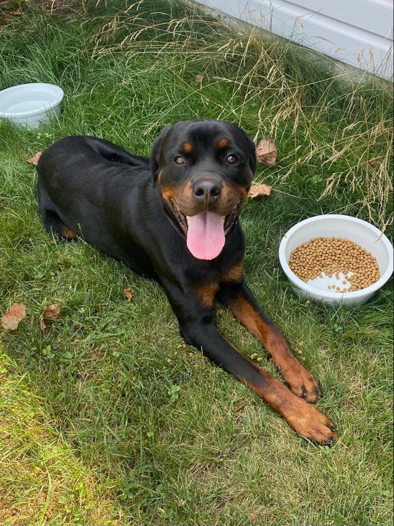 Bruno, a Adoptable Rottweiler in Orwigsburg, PA image 1/12