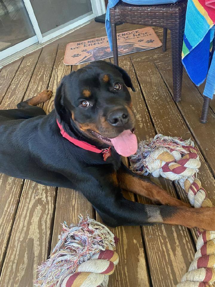 Bruno, a Adoptable Rottweiler in Orwigsburg, PA image 4/12