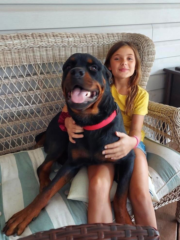 Bruno, a Adoptable Rottweiler in Orwigsburg, PA image 6/12