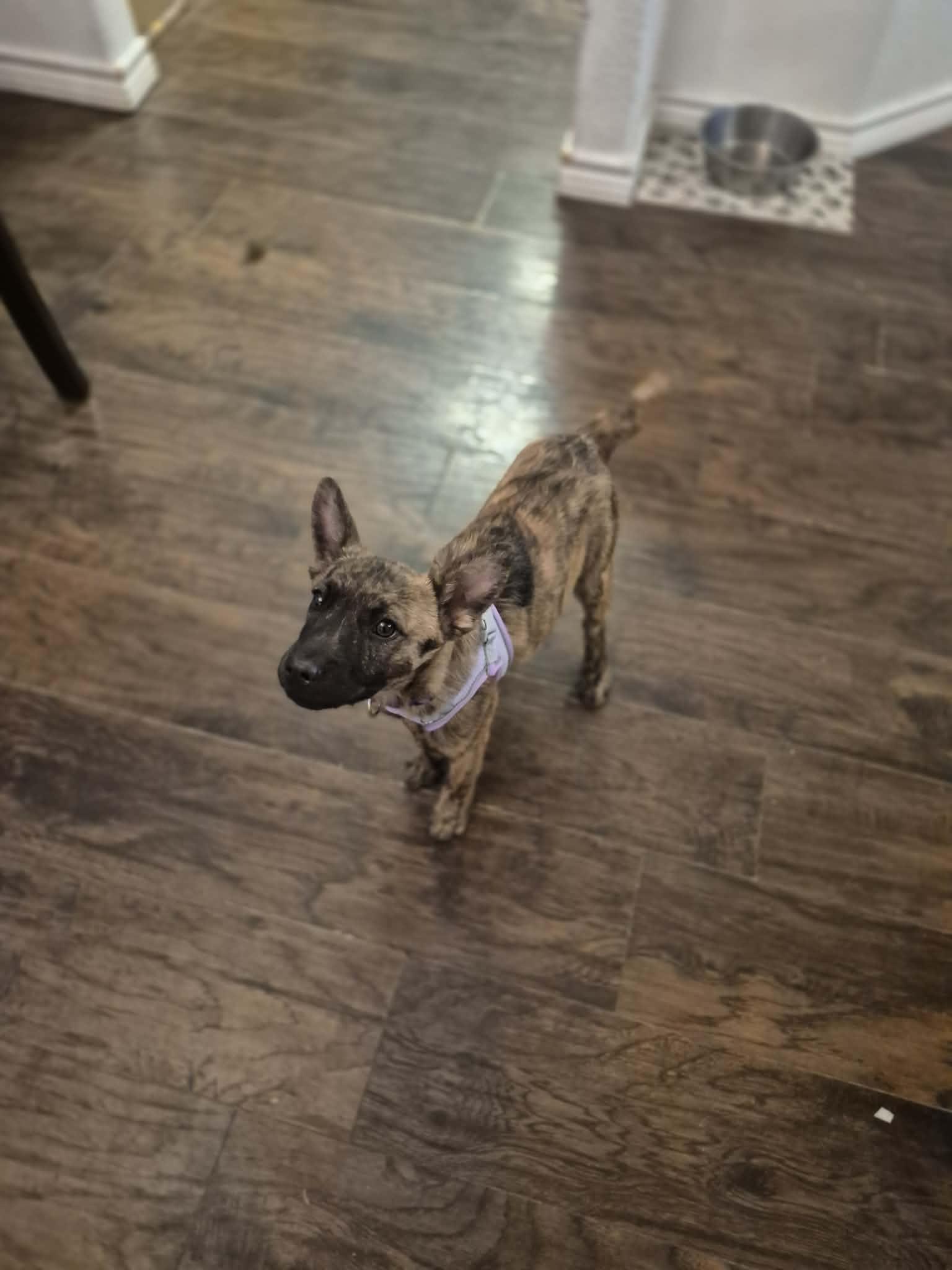 Enlarge Prada, an adopted mixed breed in Sanger, TX image 4/6