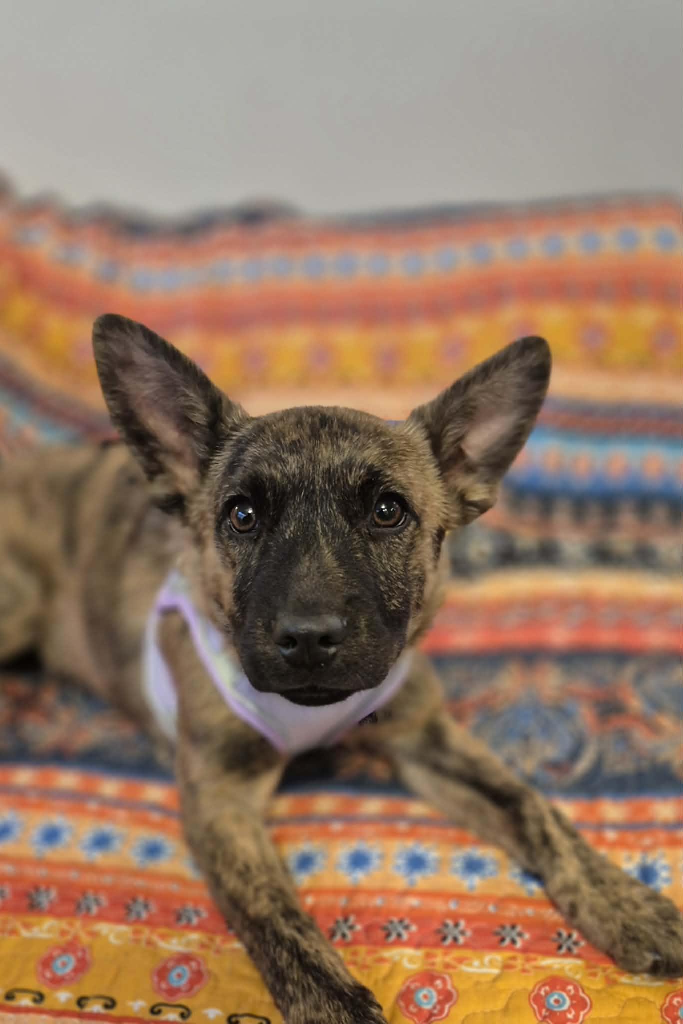 Enlarge Prada, an adopted mixed breed in Sanger, TX image 2/6