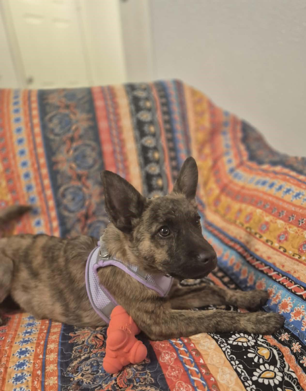 Enlarge Prada, an adopted mixed breed in Sanger, TX image 5/6