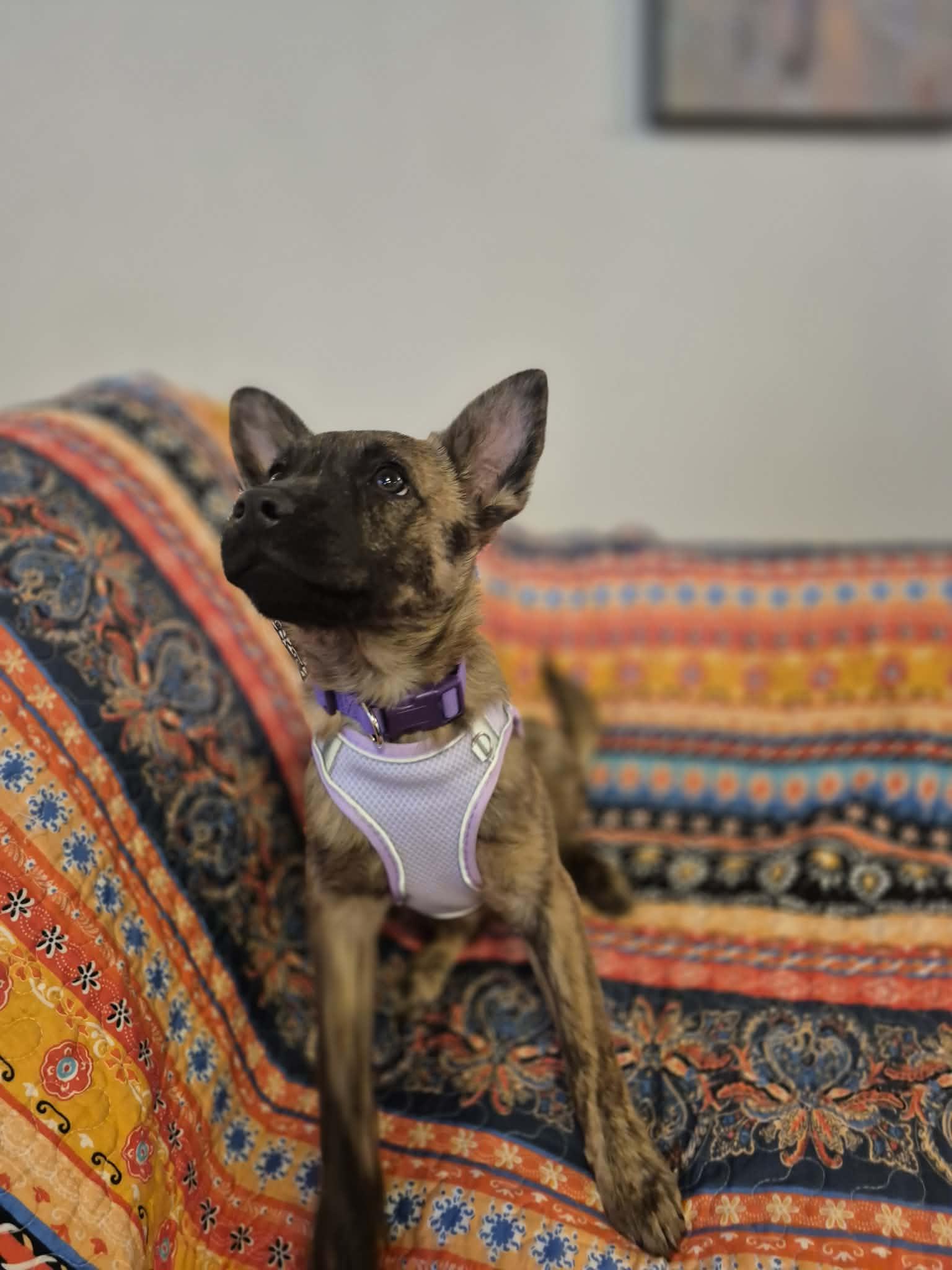 Enlarge Prada, an adopted mixed breed in Sanger, TX image 1/6