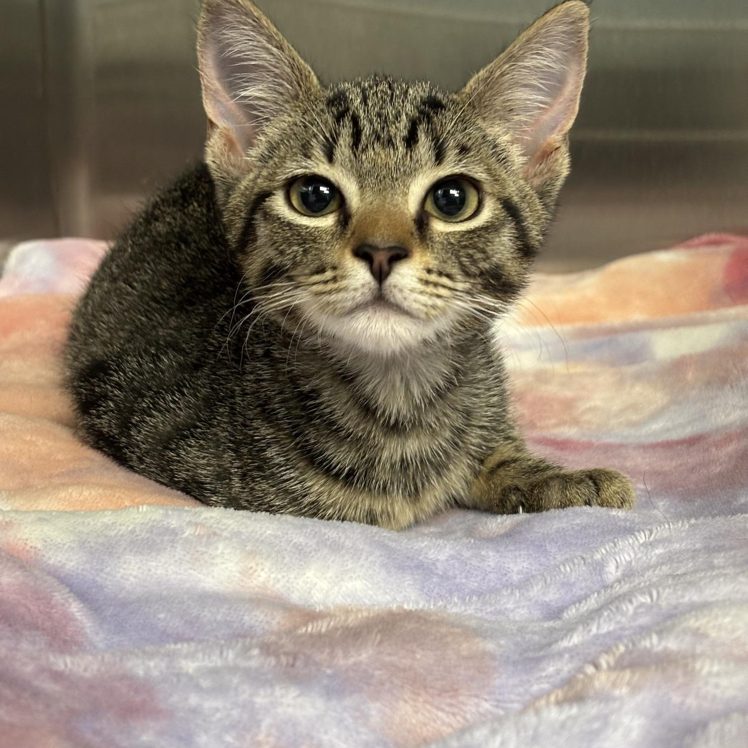 Bingo, adopted, Kitten Male Domestic Short Hair.